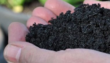 Le béton de biochar