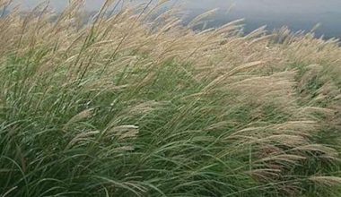 Le miscanthus en matière de chauffage