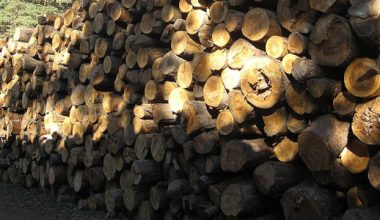 La filière bois, sous l'oeil du Sénat