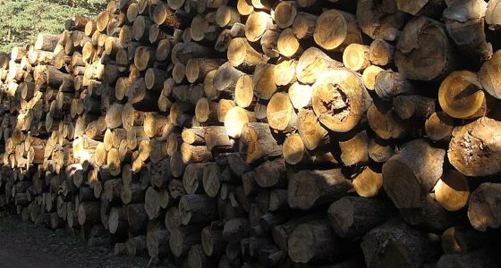 La filière bois sous le regard du Sénat